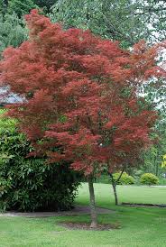 Japanese maples thrive in partial shade in most areas where they are hardy. Acer Palmatum Beni Komachi Landscape Plants Oregon State University