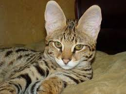 Because they are set back off rt 125, i have no idea if they exist still, but they carry a lot of exotic pets that people in trailers shouldn't have, but they do. Nh Fisher Cats Catscanswim Warriorcats Bengal Cat For Sale Bengal Cat Cats
