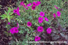 Round leaves with darker zone inside scalloped leaf margin. Geranium Storchschnabel Gartnern Mit Stauden