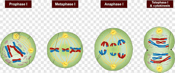 During this phase the cell does everything except division. Prophase Mitosis Metaphase Anaphase Meiosis Sphere Cell Png Pngegg