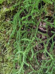 Image result for Selaginella perpusilla