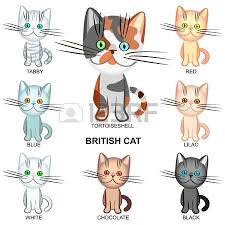 Black And White Tabby Cat Clipart The British Shorthair Cats Of Various Colors Black White Tabby British Shorthair British Shorthair Cats Tabby Cat Pictures