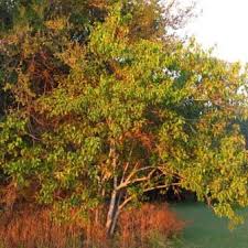 Image result for Croton megalobotrys