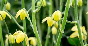 Image result for Albuca