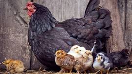 Small Animal Sale