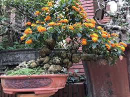 Lantana Camara Bonsai Hoa NgÅ© Sáº¯c Pohon Bonsai Bonsai Bunga