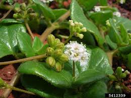 Image result for Boerhavia repens