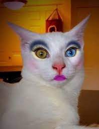 Makeup Is On Http Bit Ly 2gldb7l Funny Cute Cats Cute Cats And Kittens Cute Cats