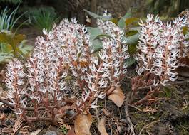 Image result for Pachycarpus firmus