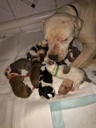 We help dogs from sc get adopted up the east coast! Safe Haven Puppy Sanctuary Inc Home Facebook