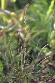 Image result for Eragrostis phyllacantha