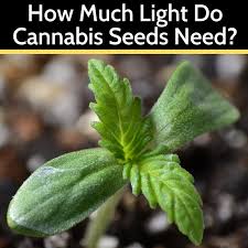 Giving your cannabis plants more hours of light each day in the flowering stage will encourage faster growth. How Much Light Do Cannabis Seeds Need Grow Light Central