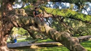 Hours may change under current circumstances Treaty Oak Park Jacksonville Youtube