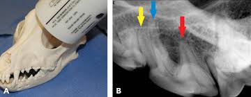 Maybe you would like to learn more about one of these? Dental Radiology Series Techniques For Intraoral Radiology Today S Veterinary Practice
