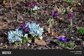 Small purple flowers early spring. Mini Iris Early Image Photo Free Trial Bigstock