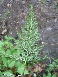 Image result for Asplenium adiantum-nigrum