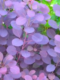 The flowers bloom for around six weeks each summer, attracting every bee, butterfly, and beneficial insect for miles around. Purple Smoke Tree Cotinus Sadovye Idei Skumpiya Rasteniya