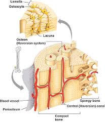 Compact bone forms the outer layer of all bones and most of the structure of long bones see diagram right. Figure 1 From Vascularized Bone Tissue Engineering Approaches For Potential Improvement Semantic Scholar