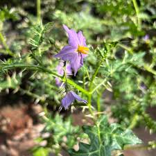 Image result for Eriosema flexuosum