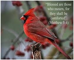 Pin By Michelle On Grief Cardinal Birds Angels In Heaven Bird Photo