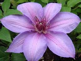 Springhillnursery.com has been visited by 10k+ users in the past month Clematis Candy Stripe Clematis Candy Stripes Pink Cotton Candy