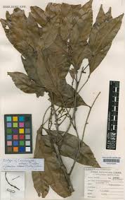 Image result for Glenniea africana