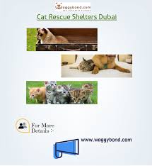 Search through thousands of pets for adoption adverts in the middle east (dubai, uae) at petsme. Cat Rescue Shelters Dubai Cat Shelter Cat Rescue Shelter Kitten Rescue