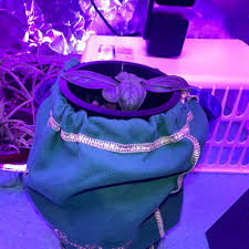 Image result for Ocimum fimbriatum