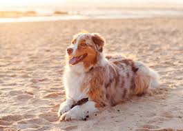 Seit wann es menschen eigentlich gibt, zeigen wir ihnen in diesem praxistipp. Meerfun De Urlaub Mit Hund Bei Meerfun An Der Ostsee In Kuhlungsborn