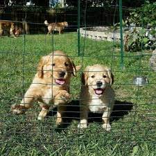 Find golden retriever dogs and puppies from massachusetts breeders. Golden Retriever Puppy For Sale In Kansas City Mo Adn 55037 On Puppyfinder Com Gender Male Age 7 Golden Retriever Puppy Puppies For Sale Golden Retriever