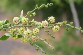 Image result for Pithecellobium