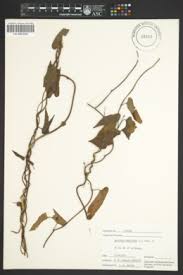 Image result for Merremia pterygocaulos