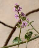 Image result for Commicarpus helenae