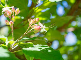 Image result for Clerodendrum ternatum
