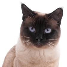 Maybe you would like to learn more about one of these? Owners Warned Not To Kiss Pets After First Cat Infected With Coronavirus In Uk Coronavirus The Guardian
