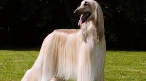 Borzois are large and elegant dogs. 13 Famous Long Haired Dog Breeds Around The World