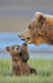 The Cumbersome Bear Is Also A Very Open Animal Page 50 Of 56 Sciliy Cute Baby Animals Cute Animals Baby Animals Pictures