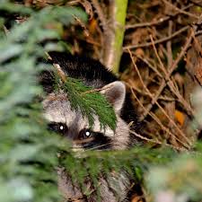 Eine große auswahl an gartenbedarf, pflanzen und gartenzubehör bietet der garten & co. Diesen Waschbaren Im Garten Foto Bild Tiere Waschbar Freihand Bilder Auf Fotocommunity