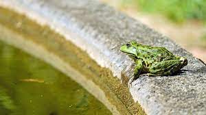 A few things that can work include: How To Get Rid Of Frogs And Keep Them Away Yard Pool Or Pond