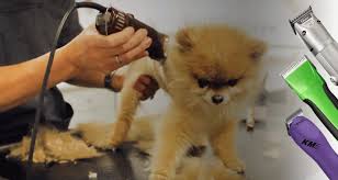 Get the best deals on dog fur clippers. 10 Best Dog Clippers For Professionals 2020 Buying Guide