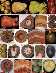 Image result for Hyphaene coriacea