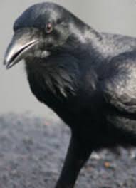 The company current operating status is live with registered address at nordcom two. Australian Pest Bird Species Pest It