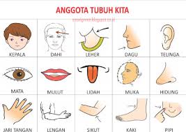 14.43 urang sunda no comments. Mengenal Anggota Tubuh Manusia Dalam Bahasa Arab Beserta Artinya Harmoni Bahasa