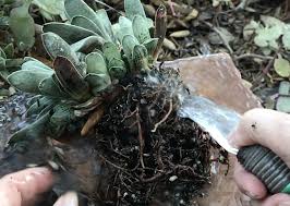 We did not find results for: Ants In Your Succulents What To Do Debra Lee Baldwin