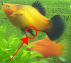 Platy Fish - The Care, Feeding And Breeding Of Platys | Pdf | Fish | Fish  And Humans