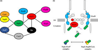 Priestess by ana catalina díaz riveros. Novel Insights Into The Mechanism Of Sepl Mediated Control Of Effector Secretion In Enteropathogenic Escherichia Coli Gaytan 2018 Microbiologyopen Wiley Online Library