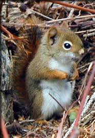 Red Squirrel Adirondack Ecological Center Suny Esf College Of Environmental Science And Forestry