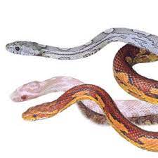 Mobile Waves Of Flexibility Corn Snake Snake Petsmart