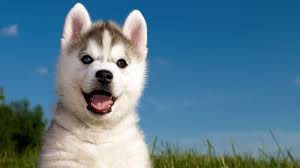 Check spelling or type a new query. Cute Husky Puppies Hd Wallpaper Novocom Top