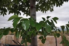 Image result for Celtis sinensis